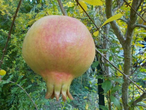 images/stories/virtuemart/product/Sweet pomegranate (Custom)